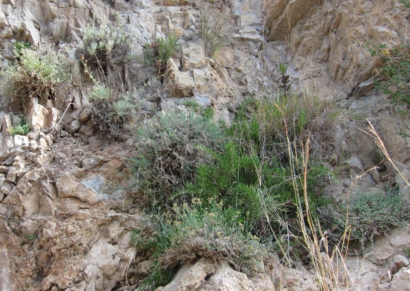 Asperula crassifolia / Stellina di Capri